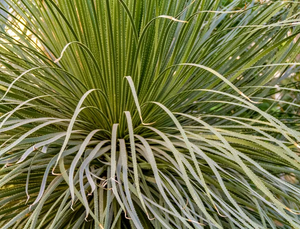 Vollbild Nahaufnahme Einer Grasgrünen Pflanze — Stockfoto