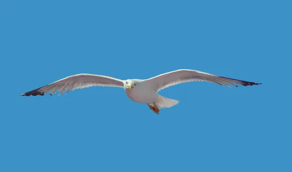 青い空の前で空を飛ぶガールを示すロー アングル ショット — ストック写真