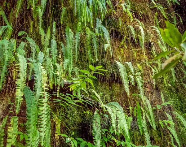 Rosto Rocha Molhada Com Vegetação Fronde Samambaia Verde — Fotografia de Stock