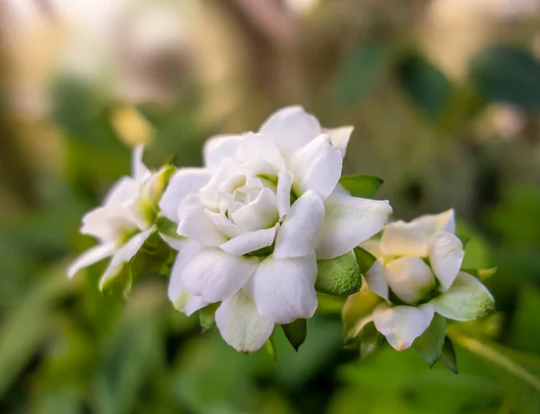 Cabeças Flores Brancas Ambiente Natural — Fotografia de Stock