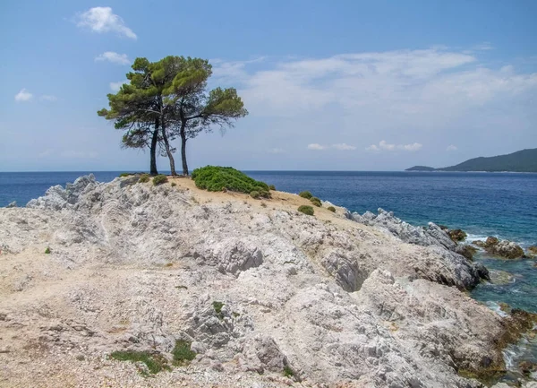 Träd Vid Amarantos Klippor Skopelos Vid Sporaderna Grekland — Stockfoto