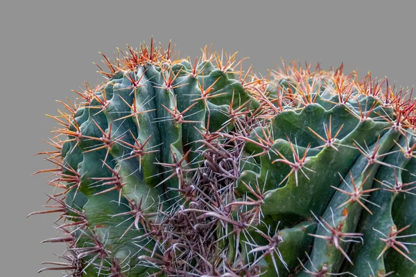 Kaktusy Zbliżenie Strzał Przed Szarym Plecy — Zdjęcie stockowe