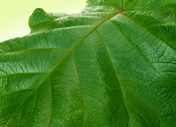 Detailní Záběr Zeleného Listu Rostliny — Stock fotografie