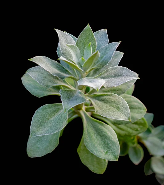 Planta Suculenta Primer Plano Espalda Negra —  Fotos de Stock