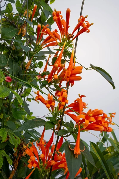 Exotische Orangefarbene Blüten Hellgrauen Rücken — Stockfoto