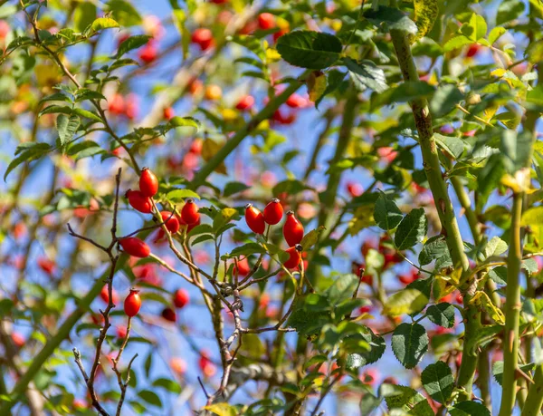 Fruits Rouges Illuminés Ensoleillés Rose Des Chiens Dans Une Ambiance — Photo