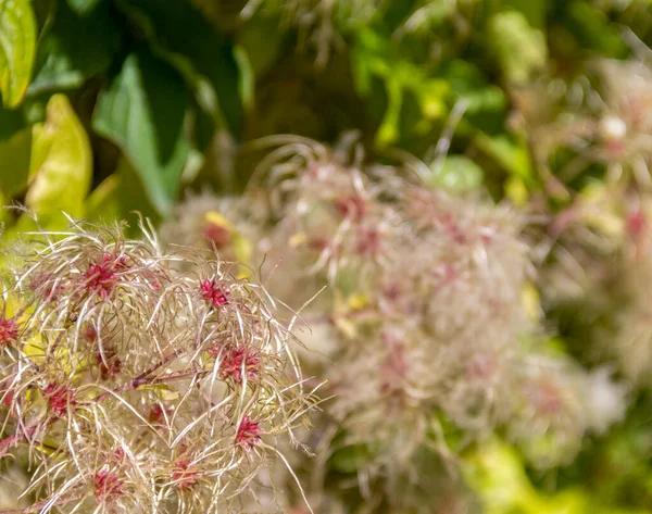 Fluffiga Klematis Frön Solig Atmosfär Hösten — Stockfoto