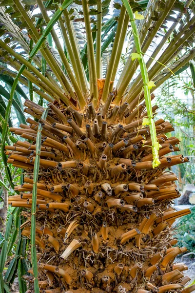 Egzotyczne Palmy Pnia Naturalnych Plecach — Zdjęcie stockowe