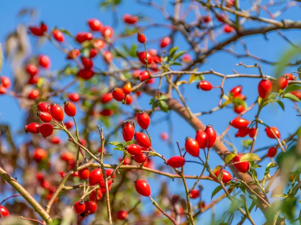 Fruits Rouges Illuminés Ensoleillés Rose Chien Dans Dos Bleu — Photo