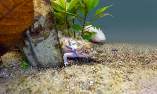 Décor Sous Marin Montrant Axolotl Sur Sol Sablonneux — Photo