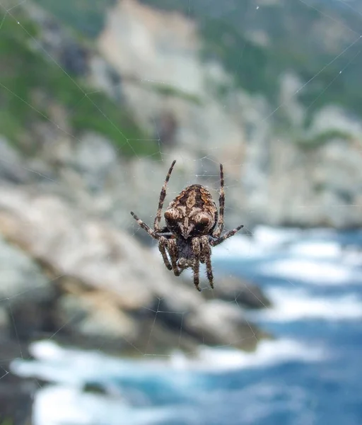 在岩石海岸风景前的一张网中 有一只羚羊的角蜘蛛 — 图库照片