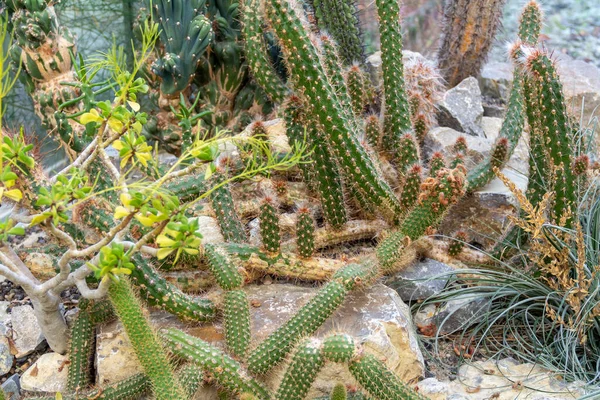 干旱环境中的一些尖尖的肉质植物和仙人掌 — 图库照片