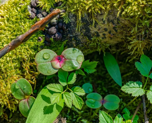 春には陽射しの強い新緑の大地の覆い植生 — ストック写真