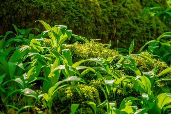 Soligt Upplyst Färsk Grön Ramslök Vegetation Våren — Stockfoto