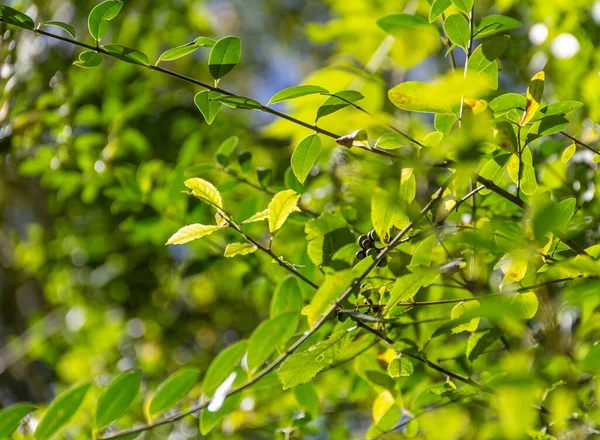 Sunny Illuminated Translucent Green Leaves Natural Back — Stock Photo, Image