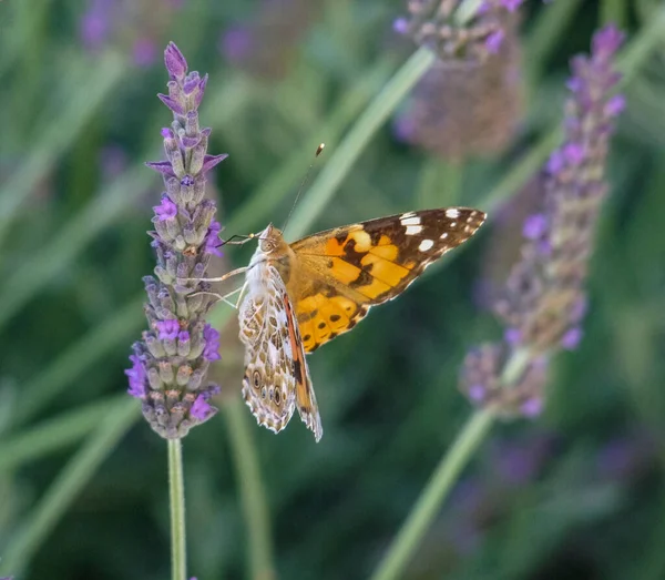 Lackierter Schmetterling Auf Lavendelblüte — Stockfoto