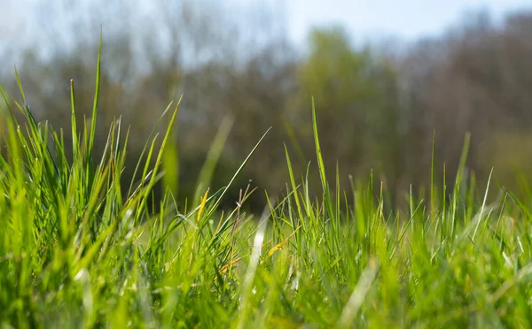 いくつかの木の前で春の早い時期に日当たりの良い照明草の植物の低角度ショット — ストック写真