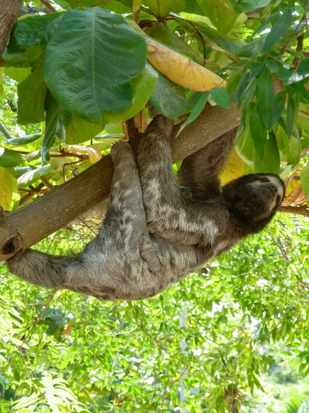 Sloth Hanging Bough Tree Seen Colombia — Stock Photo, Image