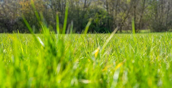 Niski Kąt Ujęcia Słonecznej Podświetlanej Łąki Wczesną Wiosną — Zdjęcie stockowe