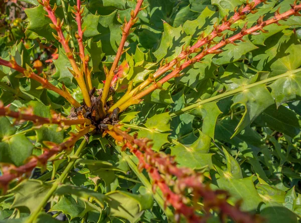 Eine Natürliche Vollbild Aufnahme Einer Radialen Pflanze Mit Grünen Blättern — Stockfoto