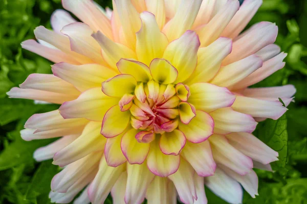 Plein Cadre Vibrant Coloré Dahlia Fleur Tête — Photo