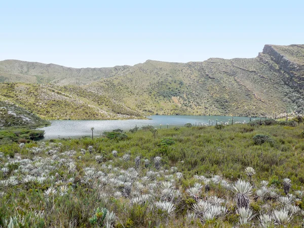 Scenario Del Parco Naturale Nazionale Chingaza Colombia — Foto Stock