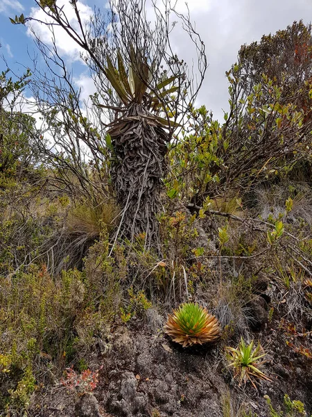 Vegetation Scenery Chingaza National Natural Park Colombia — Stock Photo, Image