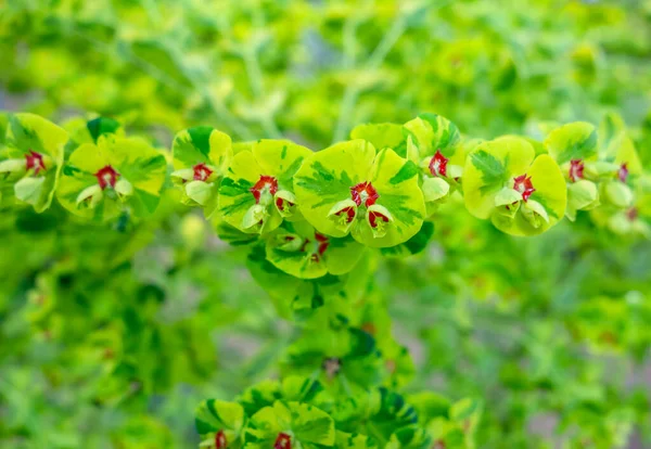 Uno Sfondo Foglie Verde Rosso Bicolore Naturale Pieno Telaio — Foto Stock