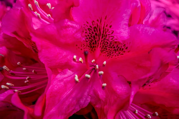 Full Frame Vibrant Pink Flowers Closeup — Stock Photo, Image