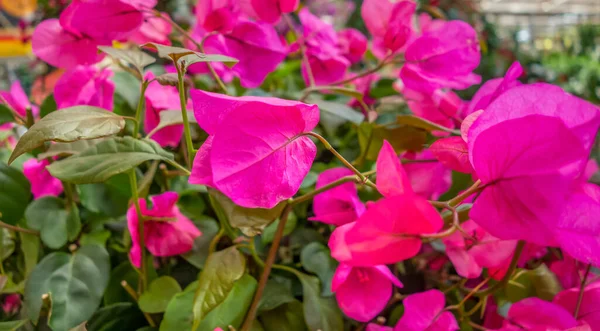 Moldura Cheia Vibrante Flores Cor Rosa Closeup — Fotografia de Stock