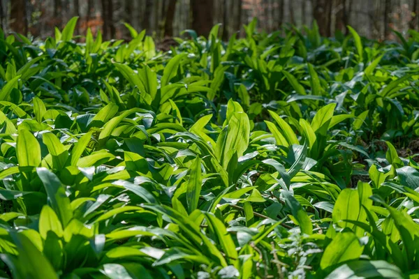 Sunny Illuminated Fresh Green Ramsons Vegetation Spring Time — Stock Photo, Image