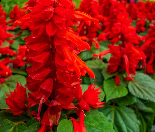 Full Frame Vibrante Flores Vermelhas Closeup — Fotografia de Stock