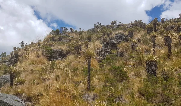 Andes Vegetation Scenery Lake Iguaque Colombia — Stock Photo, Image