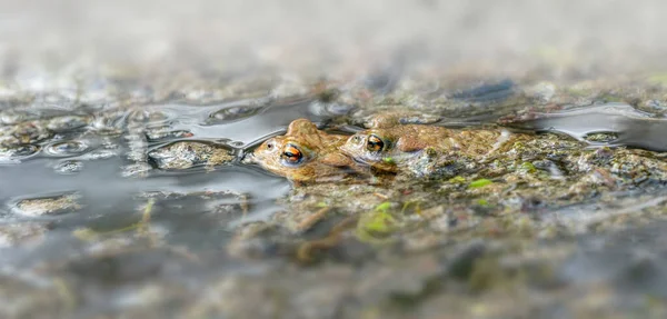 池のペアリングシーズンで共通の2つのヒキガエルを示す低角度のショット — ストック写真