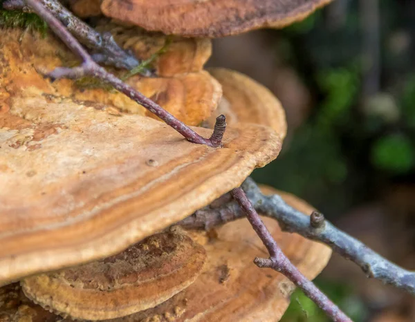 イングローの小枝と天然のブラケット菌のクローズアップショット — ストック写真