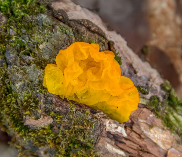 Close Tiro Fungo Tremella Mesenterica Amarelo Crescendo Tronco Árvore — Fotografia de Stock