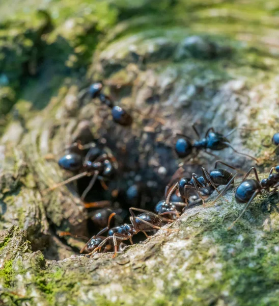 Pechschwarze Ameisen Eingang Ihres Nestes Holzambiente — Stockfoto