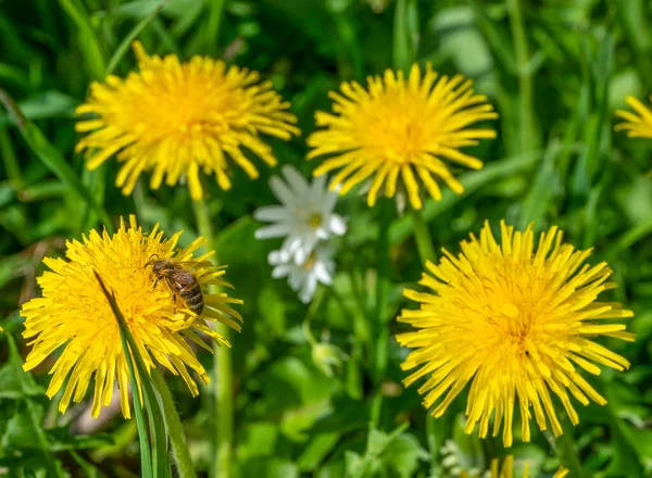 ミツバチを含む黄色のタンポポの花です — ストック写真