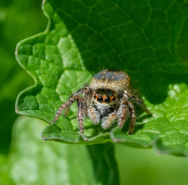 Frontale Close Van Een Springende Spin Een Groen Blad Een — Stockfoto