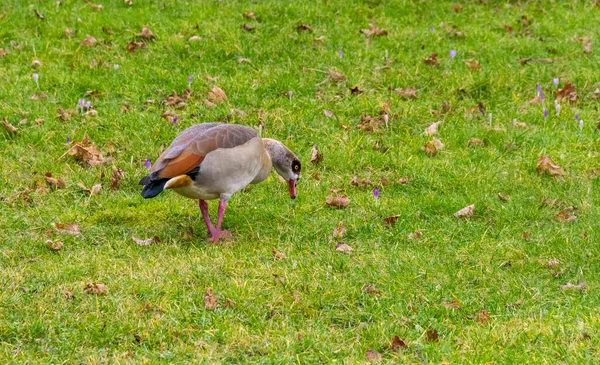 Eine Ägyptische Gans Grüner Grasatmosphäre Zur Frühlingszeit — Stockfoto