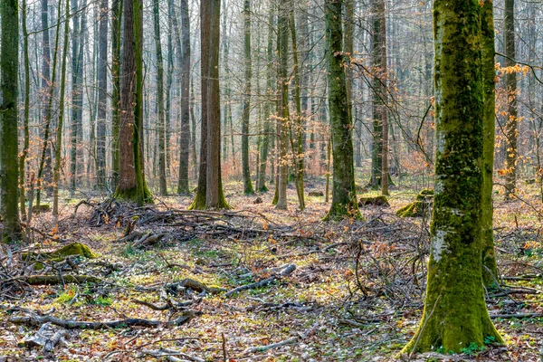Idyllic Forest Scenery Early Spring Time — Stock Photo, Image