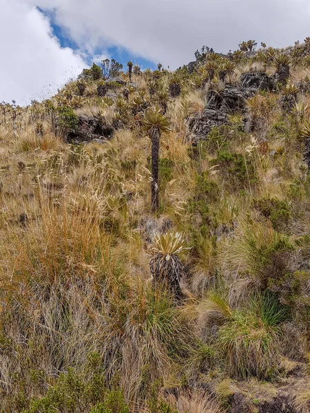 哥伦比亚伊瓜克湖周围的安第斯山脉植被景观 — 图库照片