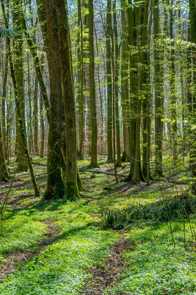 Idyllische Waldkulisse Zur Frühlingszeit — Stockfoto