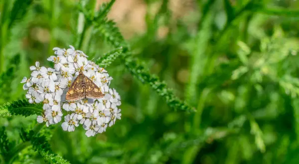 Bitki Örtüsü Ortamında Beyaz Çiçeğin Üzerindeki Küçük Kahverengi Kelebek — Stok fotoğraf