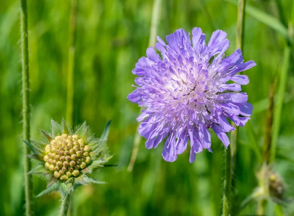 Feldschäbige Blütenköpfe Natürlicher Sonniger Umgebung — Stockfoto