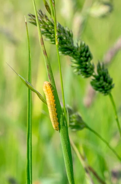 Kleine Gelbe Raupe Auf Einem Streifen Natürlichem Rücken — Stockfoto