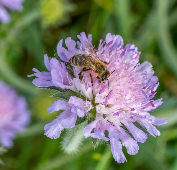 Πεδίο Scabious Λουλούδι Κεφάλι Και Μέλισσα Στην Ηλιόλουστη Ατμόσφαιρα — Φωτογραφία Αρχείου