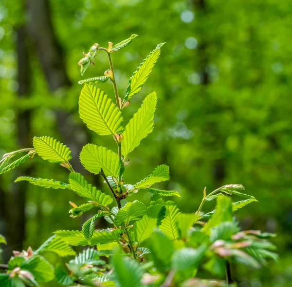 Fresh Green Sapful Foliage Spring Time Forest Ambiance — Stock Photo, Image