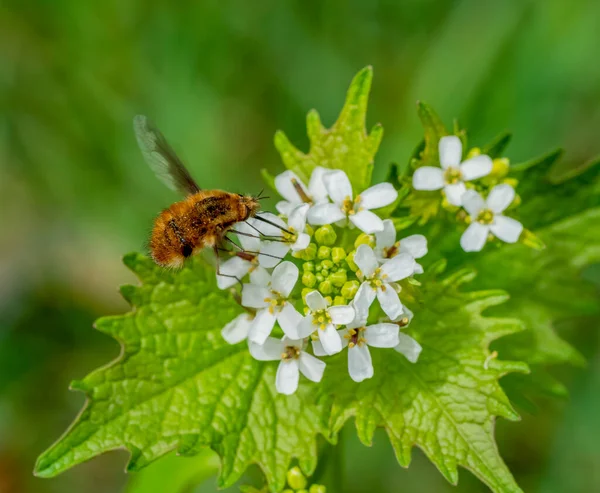 Humblefly Voando Torno Uma Cabeça Flor Primavera — Fotografia de Stock