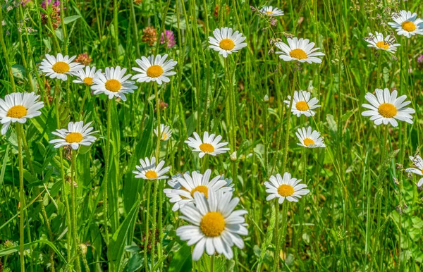 春に閉鎖された日当たりの良い照明付きフルフレームの花の牧草地 — ストック写真